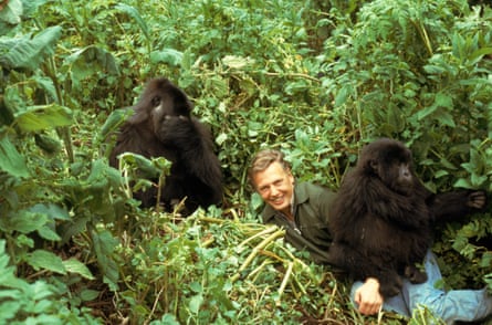 David Attenborough on location with mountain gorillas during the filming of Life on Earth in Rwanda, 1979