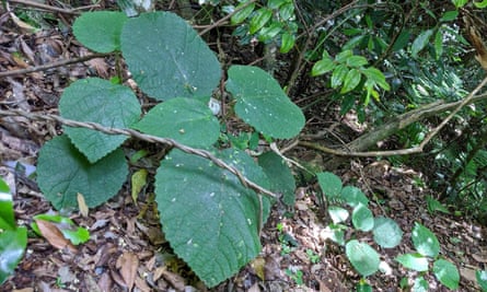 The gympie-gympie stinging tree.