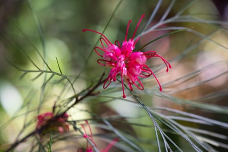 A delicate bright pink flower on a fine green steam with spindly leaves
