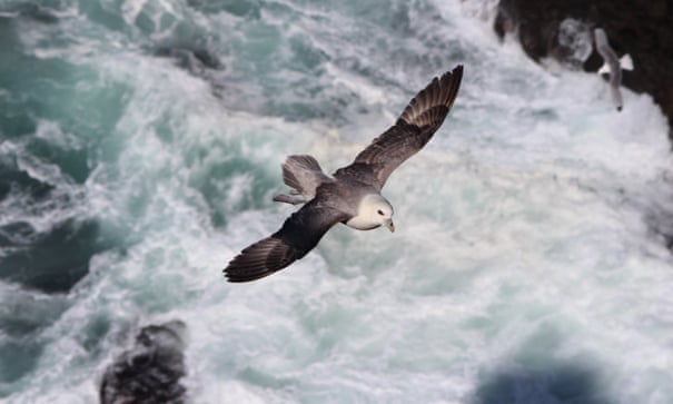 British birds' long-distance feats and longevity are revealed 5184