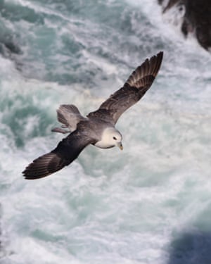 A fulmar off the cliffs of Rathlin Island.