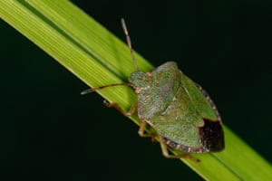 Bug hunting Bug hunting, Somerset, England