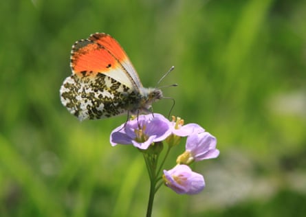 An orange tip butterfly on a wildflower.