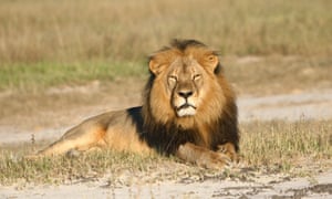In this undated photo provided by the Wildlife Conservation Research Unit, Cecil the lion rests in Hwange National Park, in Hwange, Zimbabwe. (Andy Loveridge/Wildlife Conservation Research Unit via AP)