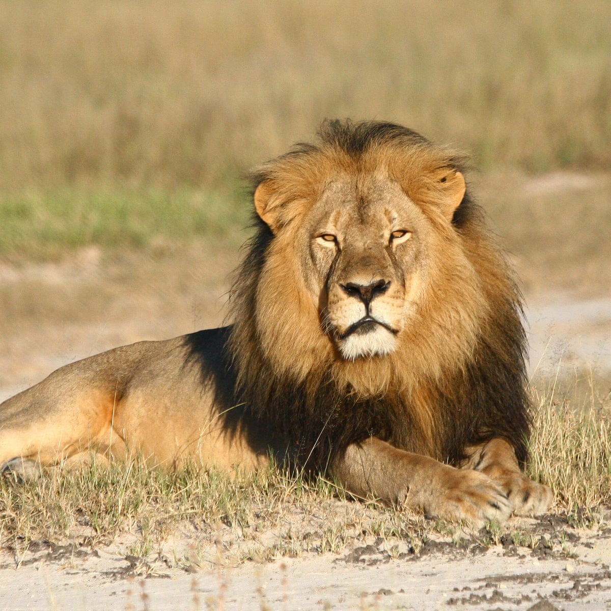 Download Us Plans To Extend Endangered Species Status To Lions In Africa Endangered Species The Guardian