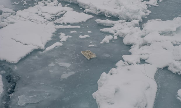 Blocks of polystyrene were sitting on top of ice