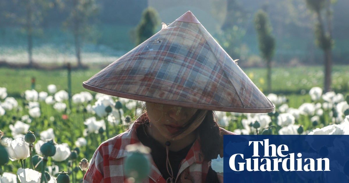 Surge in Myanmar opium poppy farming as conflict pushes farmers into illicit trade