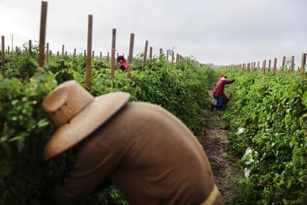 farmers picking tomatoes