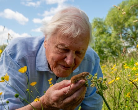 Sir David Attenborough in a field holding a tiny mouse.