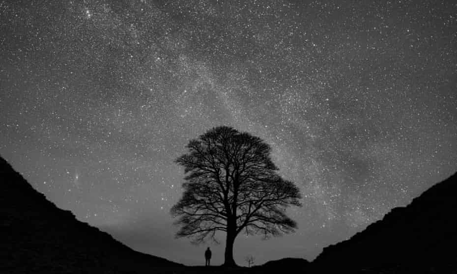 Person standing under tree looking at stars