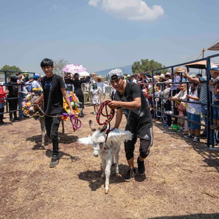 Two men lead costumed donkeys through a fenced crowd