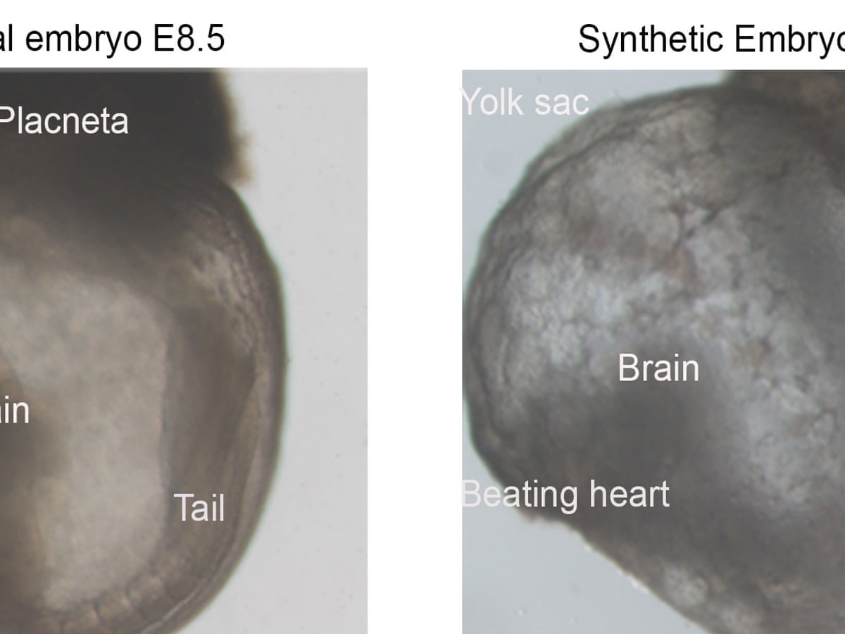 Scientists create world\'s first \'synthetic embryos\' | Medical research |  The Guardian