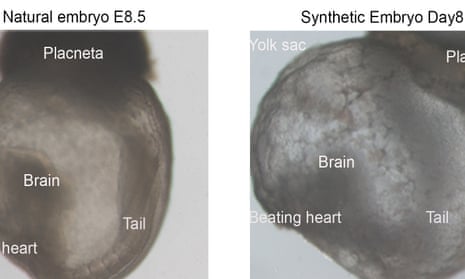 An image of a natural embryos as it compares to a synthetic embryo.