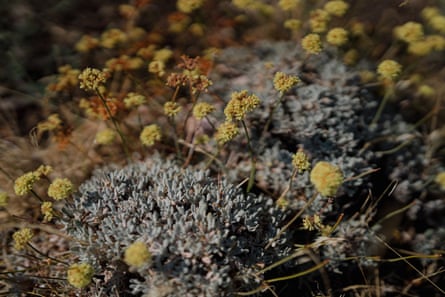The Umtanum desert buckwheat is culturally significant to Indigenous peoples in the area and listed under the Endangered Species Act.