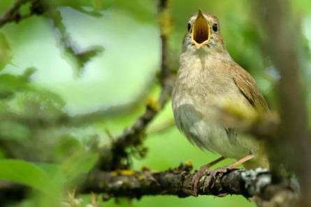 A nightingale in song.