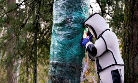 Chris Looney fills a tree cavity with carbon dioxide after vacuuming a nest of Asian giant hornets from inside it, on 24 October in Blaine, Washington.