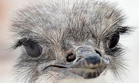 Crossword blog: do ostriches hide their heads in the sand ...