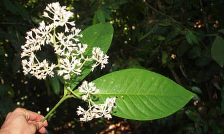 Ardisia pyrotechnica.