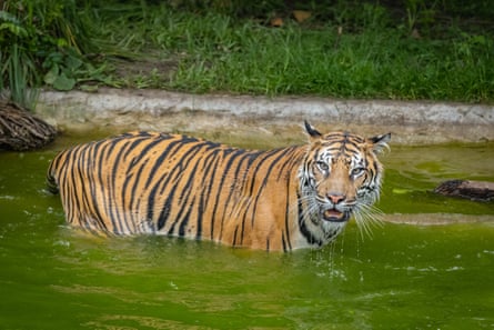 A Sumatran tiger wades up to its belly in a pool