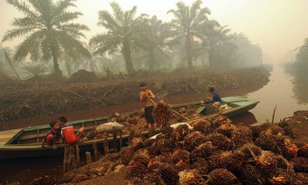 Unloading palm oil fruit in Sumatra.