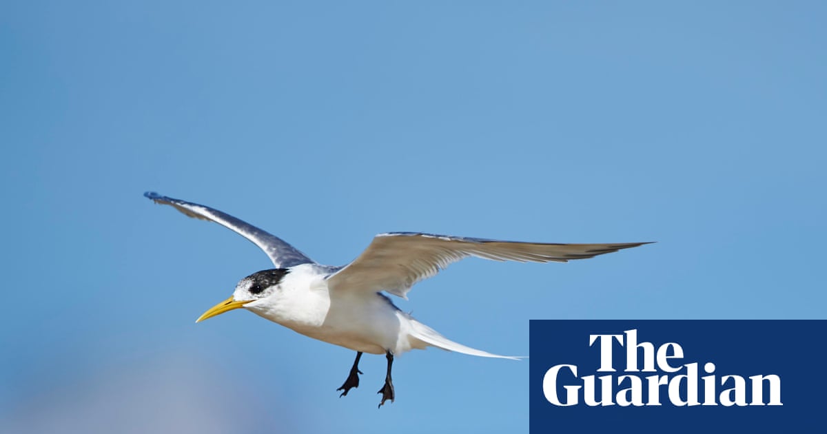 First Australian mass mortality event suspected as deadly bird flu virus rapidly escalates among native birds