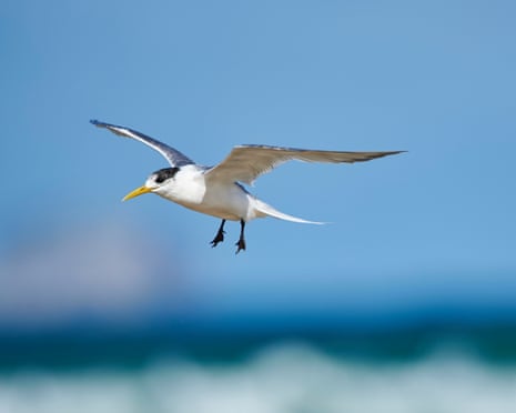 A greater crested tern.