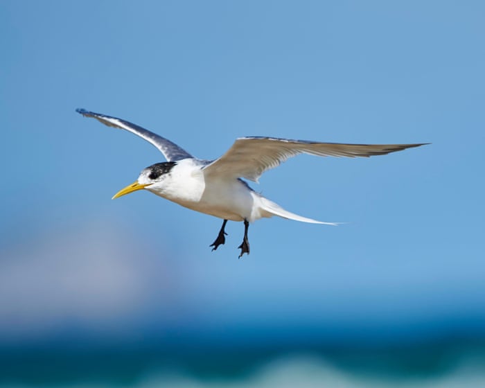 Australia news live: seven new suspected bird flu cases in SA as conservation charity warns ‘this is evidence of spread’