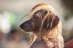 Ugly dog contestant Himisaboo shows of his Donald Trump inspired locks