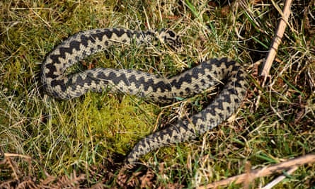 Zig-zag patterning adds to the snake’s camouflage.