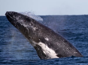 The humpback whale population has now returned to a healthy level, about 60 years after commercial whaling was banned in the region.