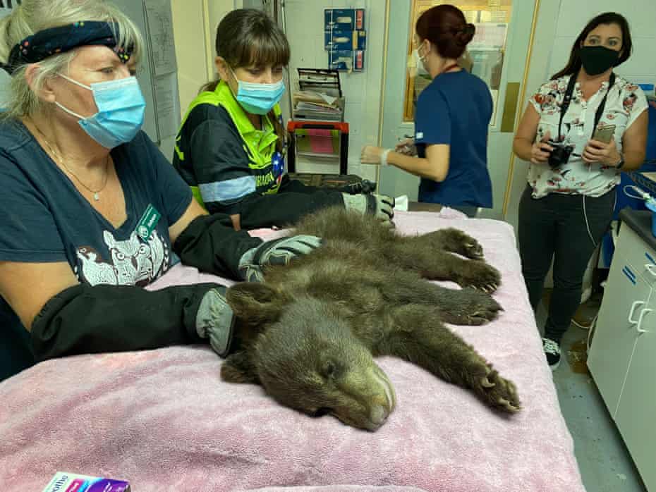 Wildlife Disaster Network staff examine a bear injured in the Antelope fire.
