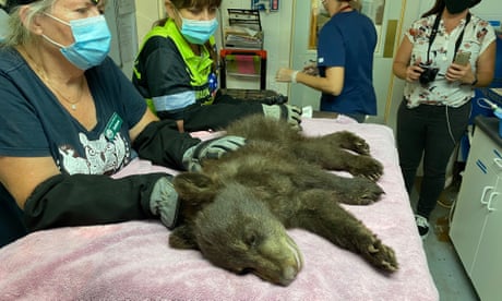 Wildlife Disaster Network staff examine a bear injured in the Antelope fire.