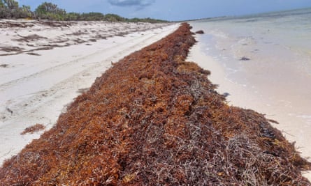 A pile of sargassum lines the beach at Anegada in the British Virgin Islands