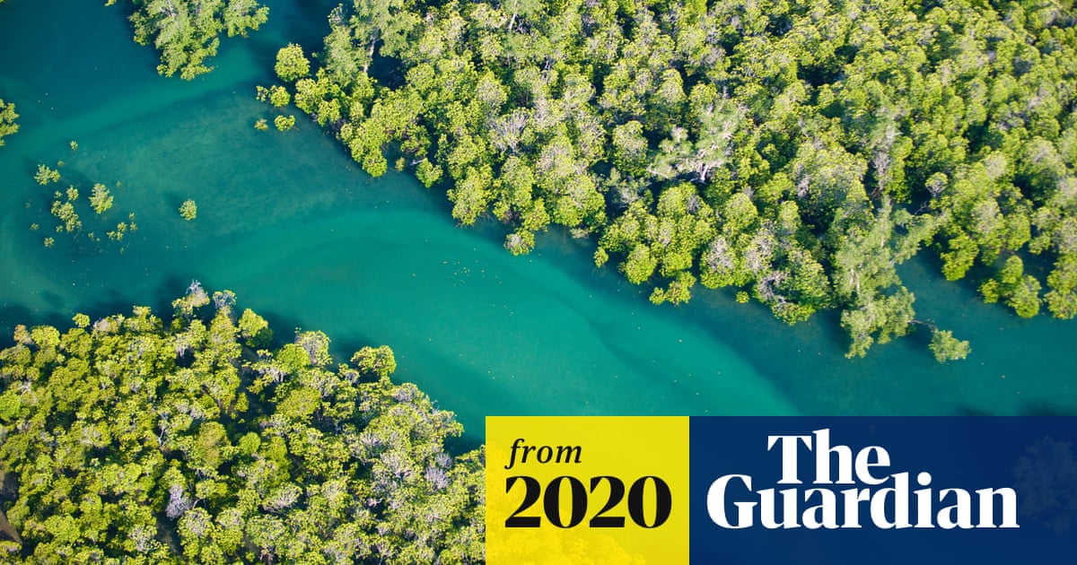 Pandemics result from destruction of nature, say UN and WHO | World news Pandemics result from destruction of nature, say UN and WHO | World news