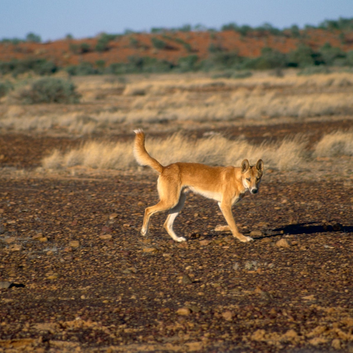 Most wild dogs killed across rural Australia are pure dingoes, DNA research  says | Environment | The Guardian