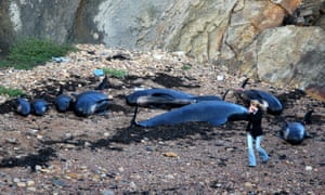 Beached pilot whales off the coast of Fife, Scotland
