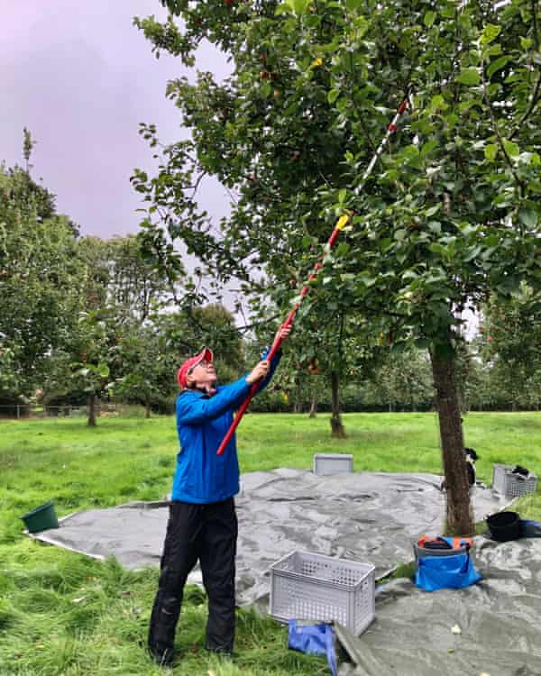 Sarah Baxter shakes down some apples with a panking pole