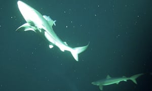 Blue shark