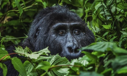 Out of the mist: a silverback gorilla in the impenetrable forest of the Bwindi national park in Uganda.