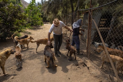 Workers with rescued dogs