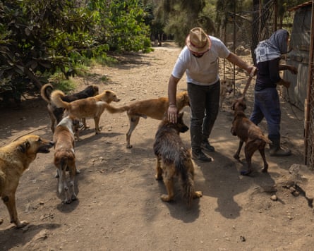 Workers pinch nan rescue dogs astatine nan Mashala Animal Shelter.