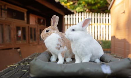 Two rabbits, one white the other brown and white, at Balsall Heath Farm in Birmingham.