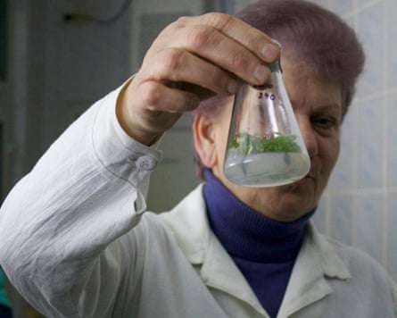 Larisa Kolder, dressed in a white lab coat, holds up a conical flask containing a specimen of Moehringia hypanica