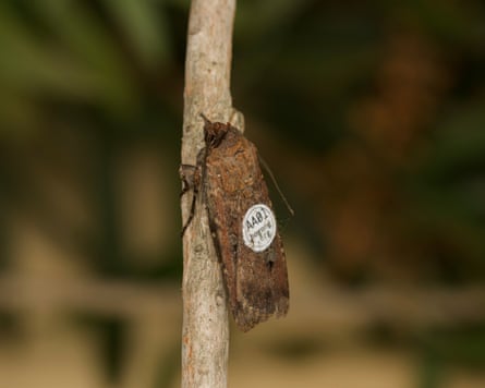 A tagged bogong moth