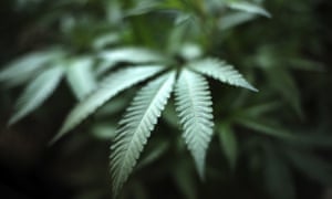 A cannabis plant. The Crime Survey for England and Wales found that 2.6 million UK adults used cannabis last year.