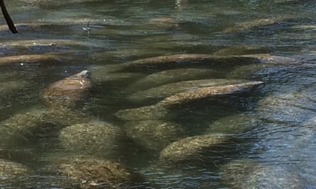 Manatees huddle together for warmth at Three Sisters Springs in Florida.