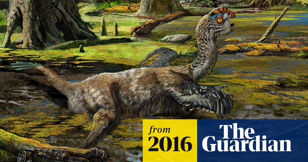 New species of 'weird bird'-like dinosaur discovered in China | Dinosaurs |  The Guardian