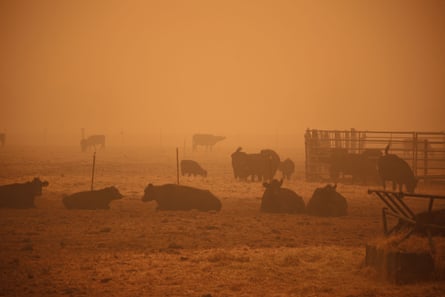 An orange smoke-filled sky is seen above cows in Molalla, Oregon, on 10 September as fires burn nearby.