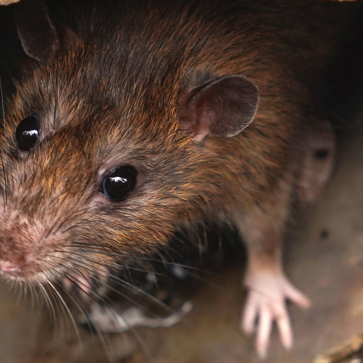 Giggles And Joy Jumps Rats Love Games Of Hide And Squeak Scientists Find Animals The Guardian