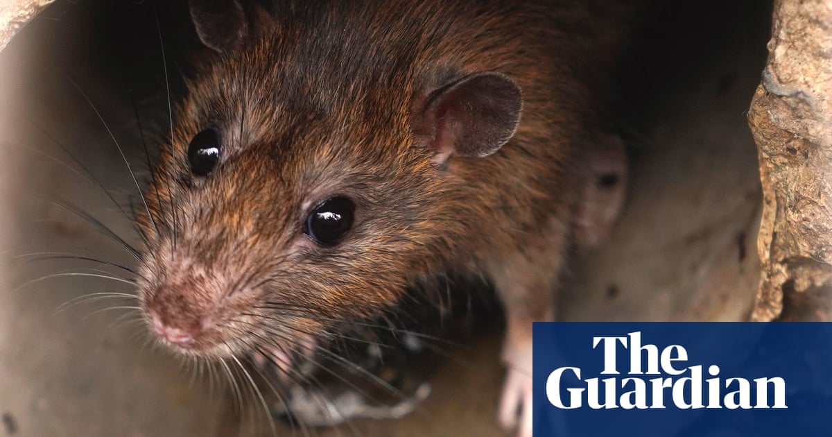 Giggles and 'joy jumps': rats love games of hide and squeak, scientists find